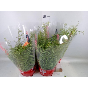 Aeschynanthus  'Green Star'