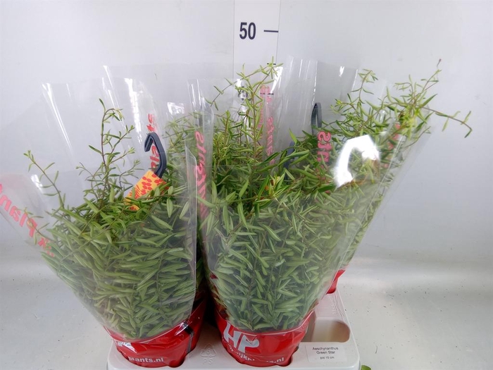 <h4>Aeschynanthus  'Green Star'</h4>