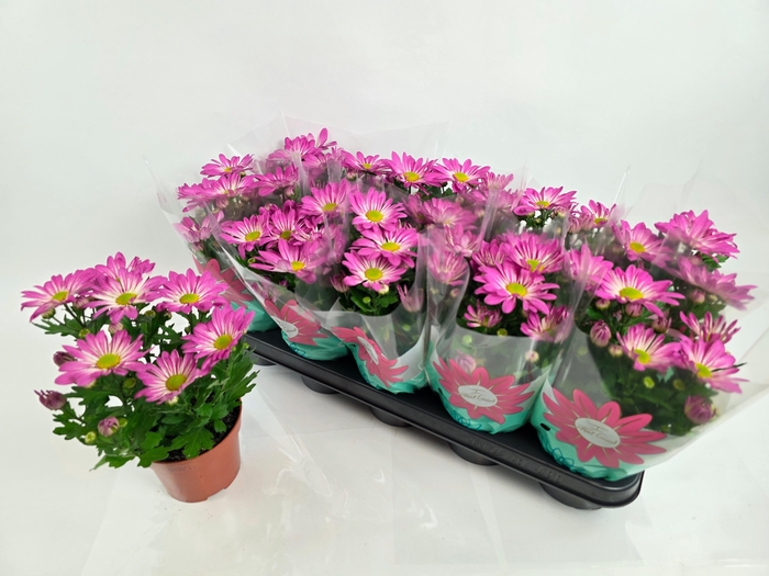 <h4>CHRYS RAINB ROSY</h4>