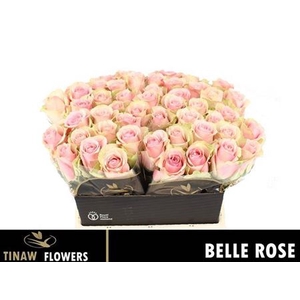 R Gr Belle Rose