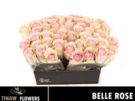 <h4>R Gr Belle Rose</h4>