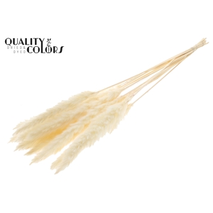 Fluffy Pampas 10pc/bunch Bleached