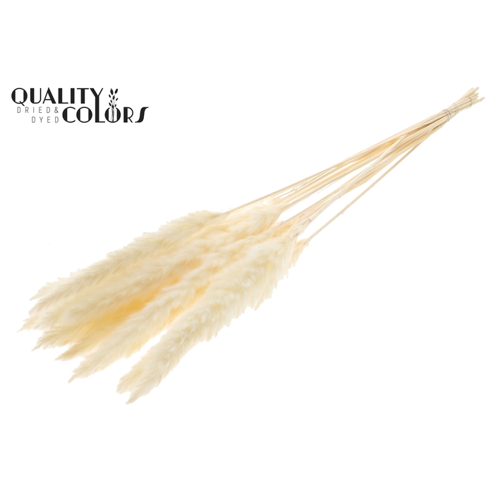 <h4>Fluffy Pampas 10pc/bunch Bleached</h4>