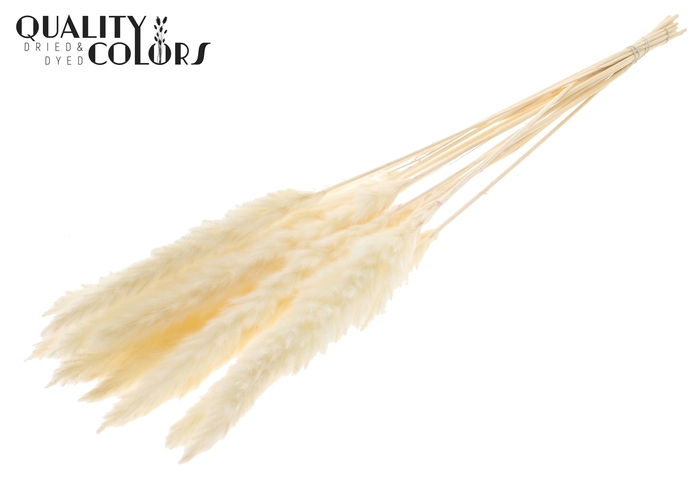 Fluffy Pampas 10pc/bunch Bleached