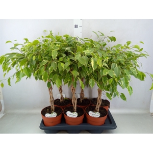 Ficus benja. 'Golden King'