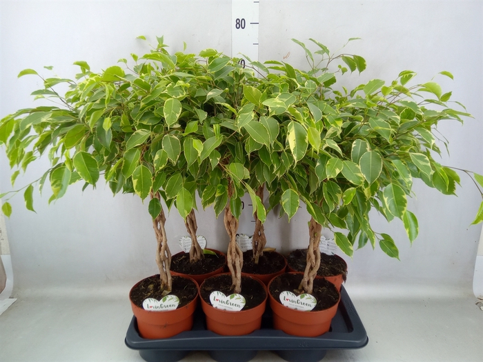 <h4>Ficus benja. 'Golden King'</h4>