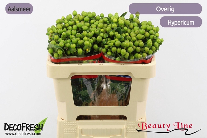 <h4>HYP GREEN TEA</h4>