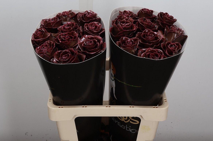 <h4>Wax-Rozen Wax Classic Choco</h4>