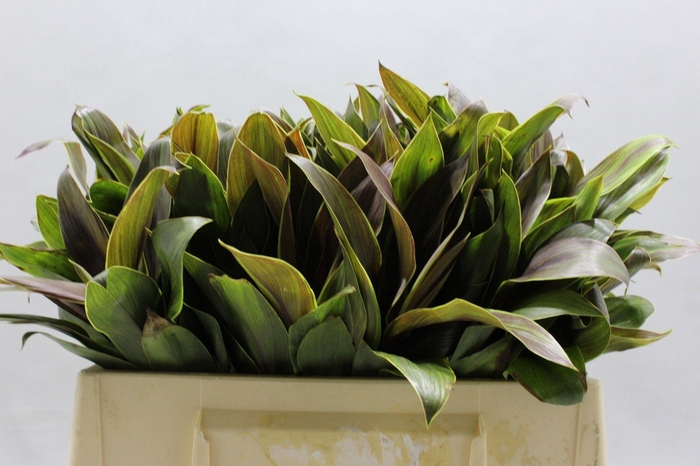 <h4>DECOGROEN OV</h4>