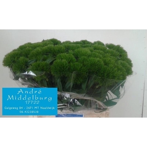 Di Barbatus Green Wicky Middelburg