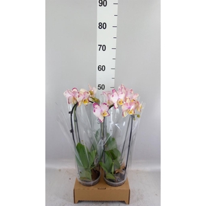 Phalaenopsis  'Elegant Cascade'