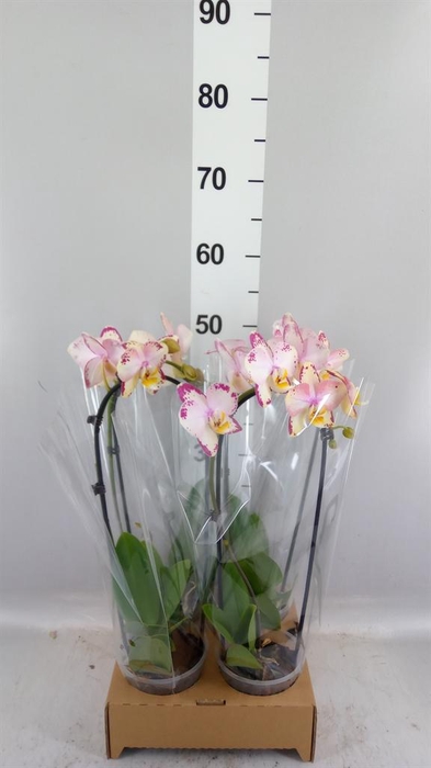 <h4>Phalaenopsis  'Elegant Cascade'</h4>