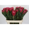 Protea Brenda