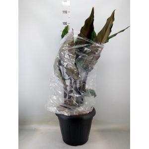 Alocasia lauterbachiana