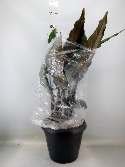 <h4>Alocasia lauterbachiana</h4>