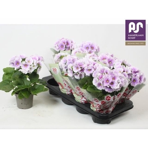 PRIM OB TM BLU WHITE