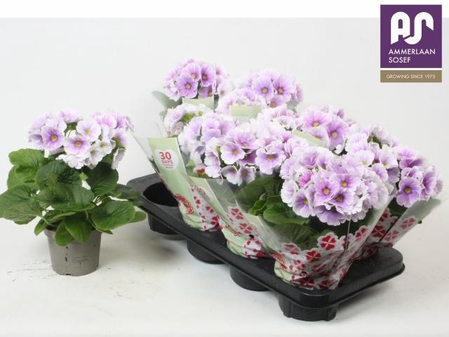 <h4>PRIM OB TM BLU WHITE</h4>