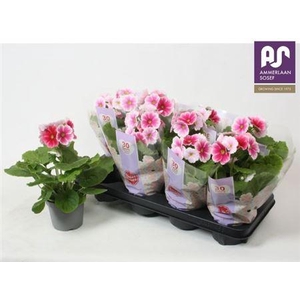 Prim Ob Tm Red White