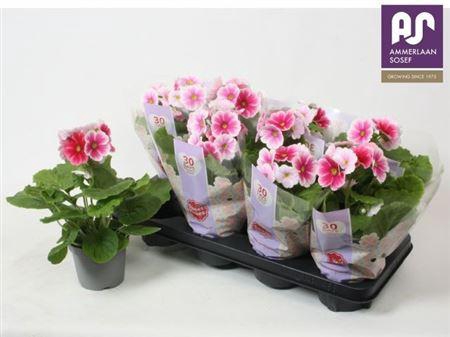 <h4>Prim Ob Tm Red White</h4>