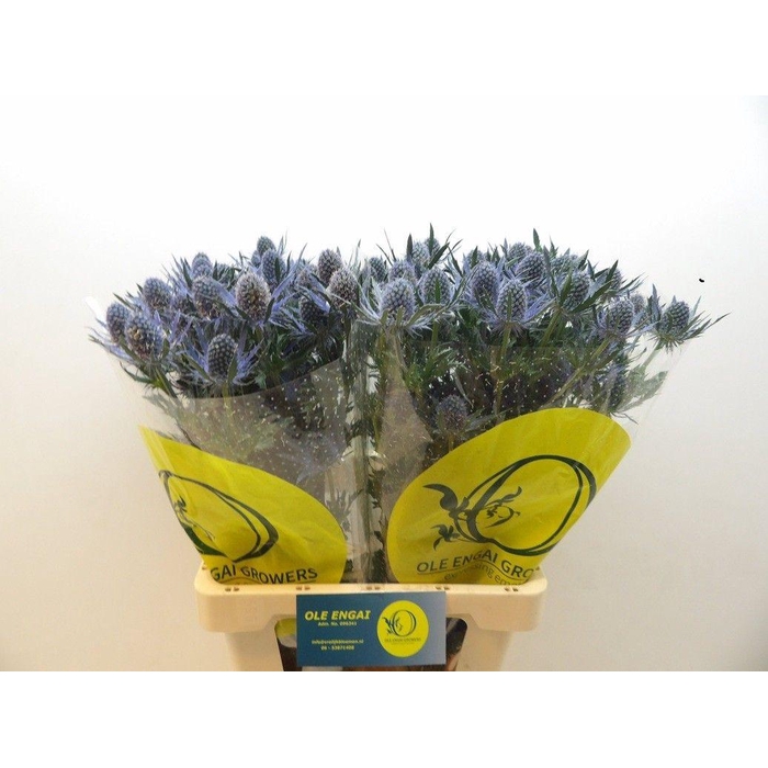 <h4>ERYN MAG BLUE LAGOON</h4>