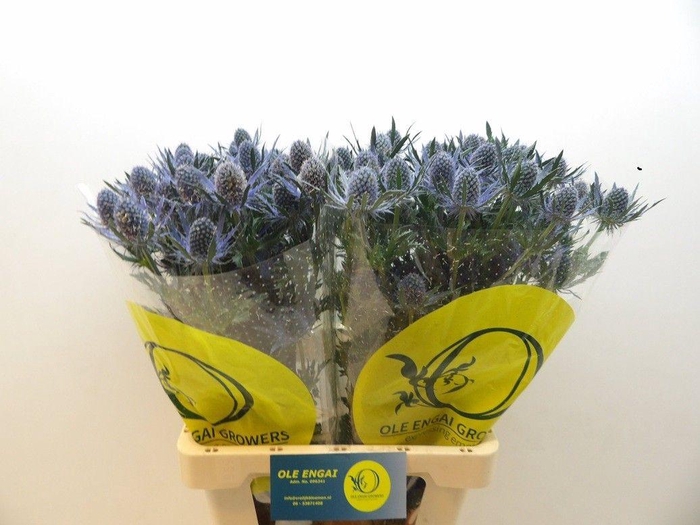 <h4>ERYN MAG BLUE LAGOON</h4>