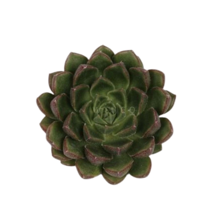 <h4>Echeveria Setosa Victor Cutflower Wincx-5cm</h4>