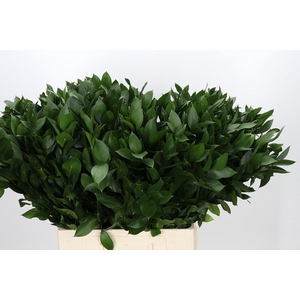 RUSCUS HYPOPHYLLUM