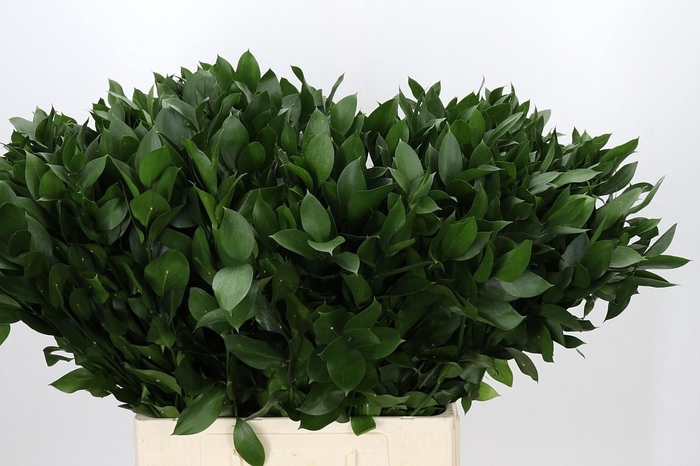 <h4>RUSCUS HYPOPHYLLUM</h4>