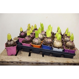 arr8 Hyacin Gem 5 Kl