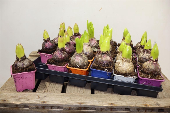 <h4>arr8 Hyacin Gem 5 Kl</h4>