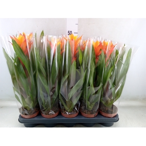 Guzmania  'Sunnytime'