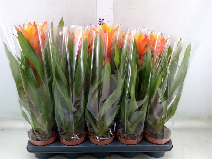 <h4>Guzmania  'Sunnytime'</h4>