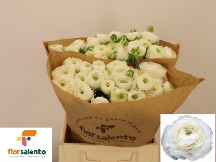 <h4>RAN EL WHITE</h4>