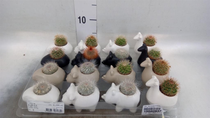 <h4>Arr.   Kamerplant Groen L%</h4>