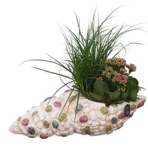 Arr. Perkplanten L%