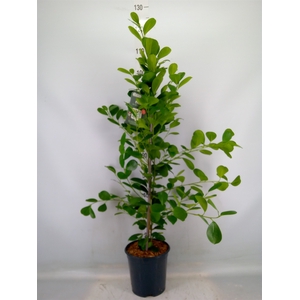 Ficus microcarpa 'Moclame'