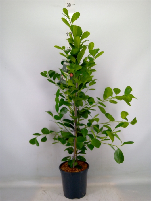 <h4>Ficus microcarpa 'Moclame'</h4>