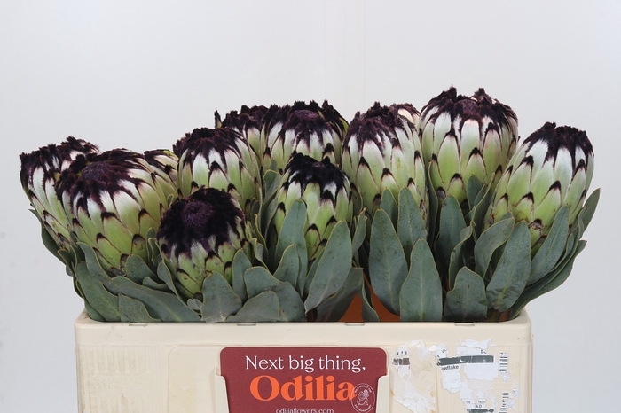 <h4>Protea Niobe</h4>
