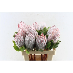 Protea Cynaroides