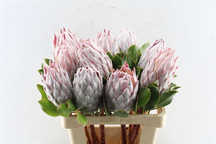 <h4>Protea Cynaroides</h4>