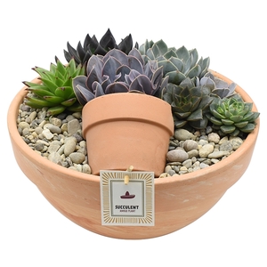 Luxury arrangement Echeveria in terracotta bowl 34 cm