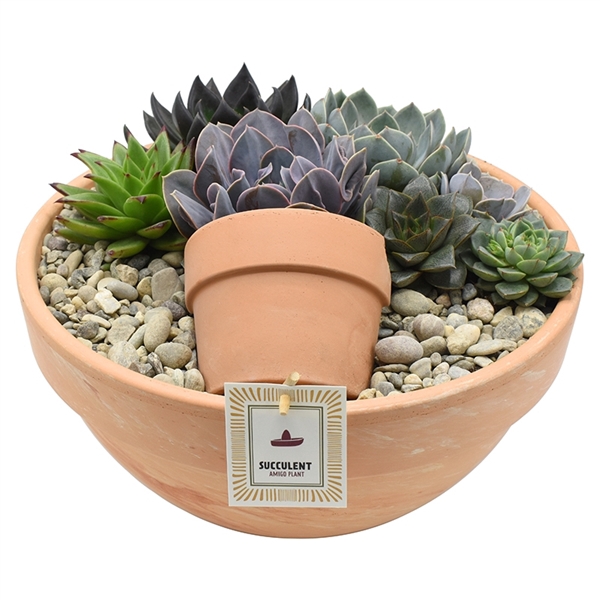 <h4>Luxury arrangement Echeveria in terracotta bowl 34 cm</h4>