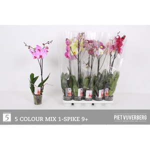 PHAL GEM 5 KL