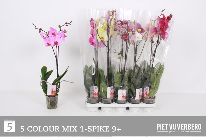 <h4>PHAL GEM 5 KL</h4>