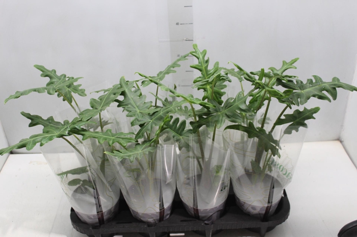 <h4>ALOCASIA PORTEI P12</h4>