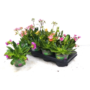 LEWI COTYLEDON