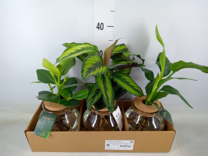 <h4>Planten  ..mix</h4>