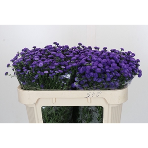 Aster Baby Parade