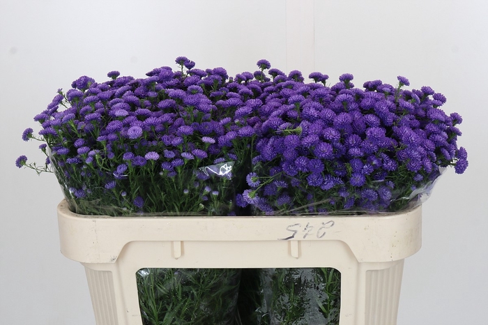 <h4>Aster Baby Parade</h4>