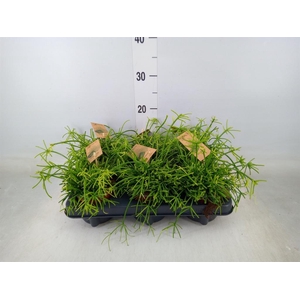 Rhipsalis baccifera 'Oasis'